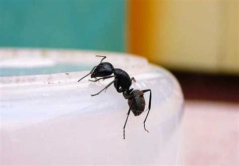 家裡好多螞蟻